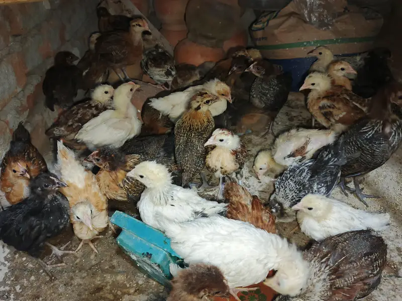 Chick's Goldenmisri — photo 2