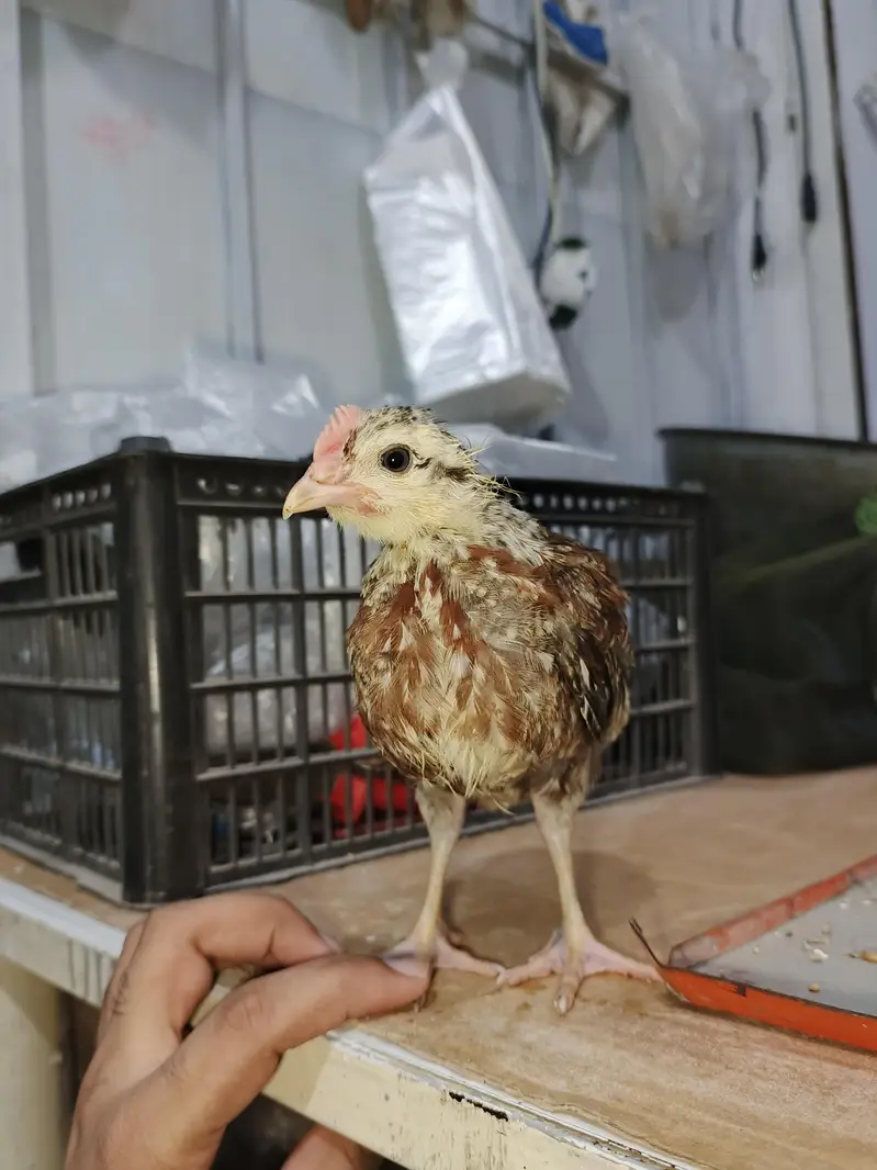 Chick's Goldenmisri — photo 3