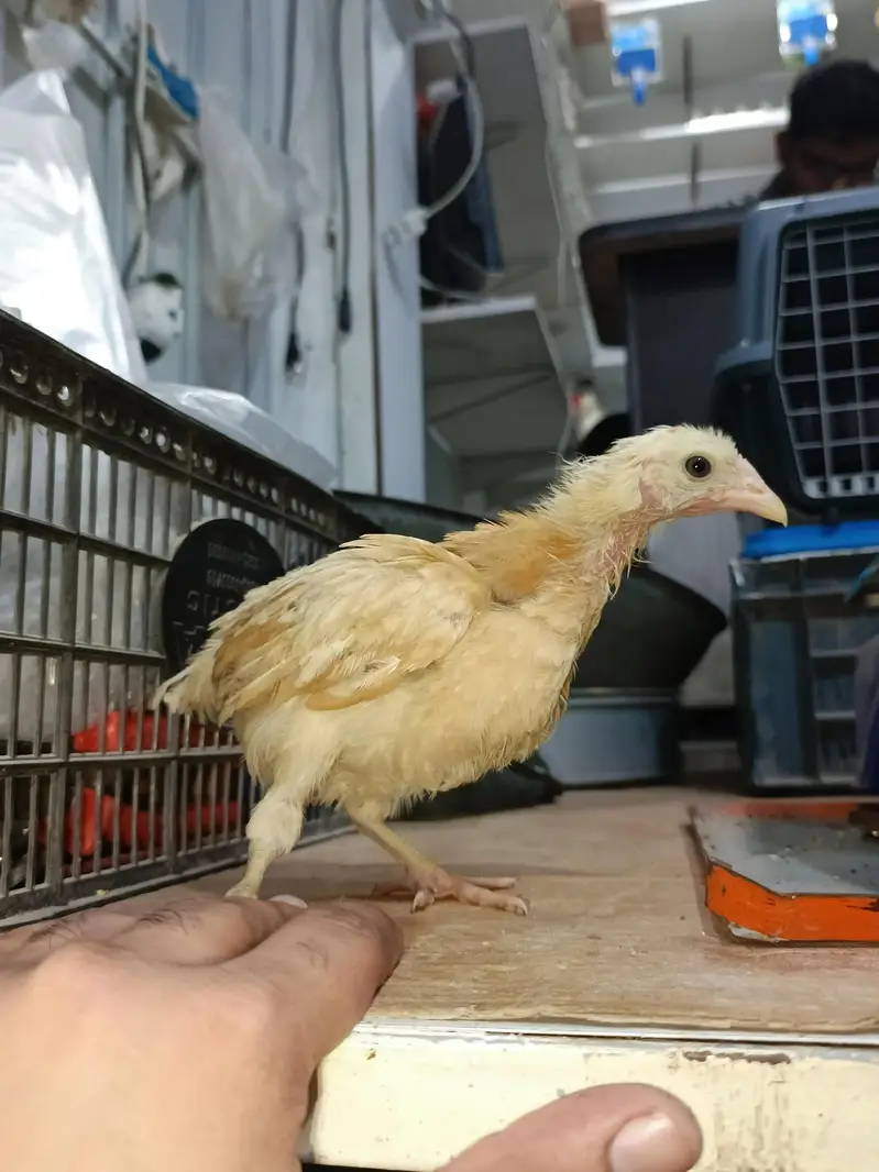 Chick's Goldenmisri — photo 4