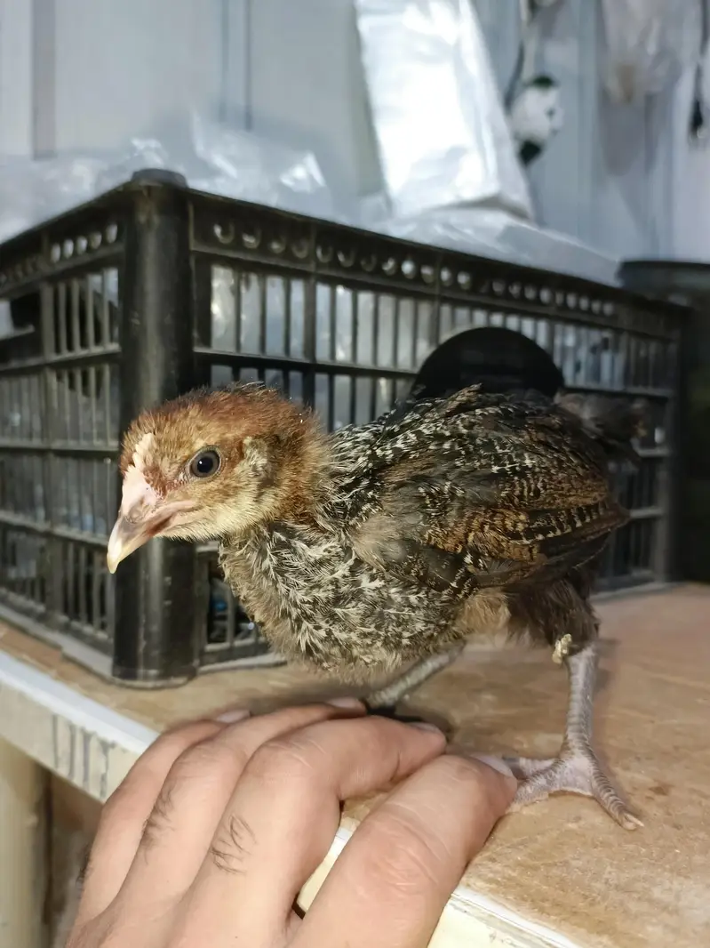 Chick's Goldenmisri — photo 5