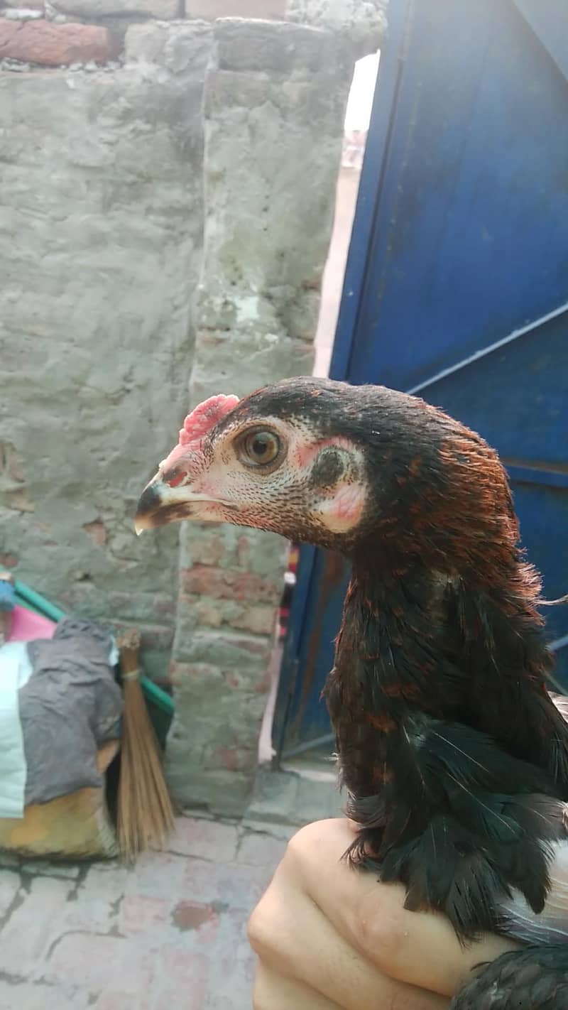 aseel patha 1