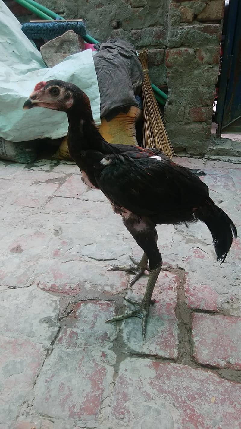 aseel patha 3