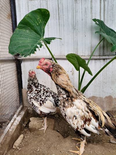Aseel murga /hen / madi
