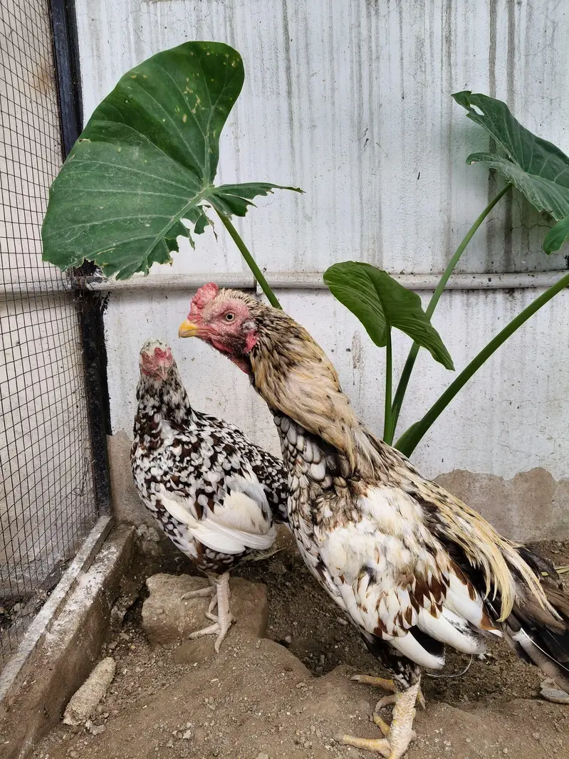 Aseel murga /hen / madi — photo 2