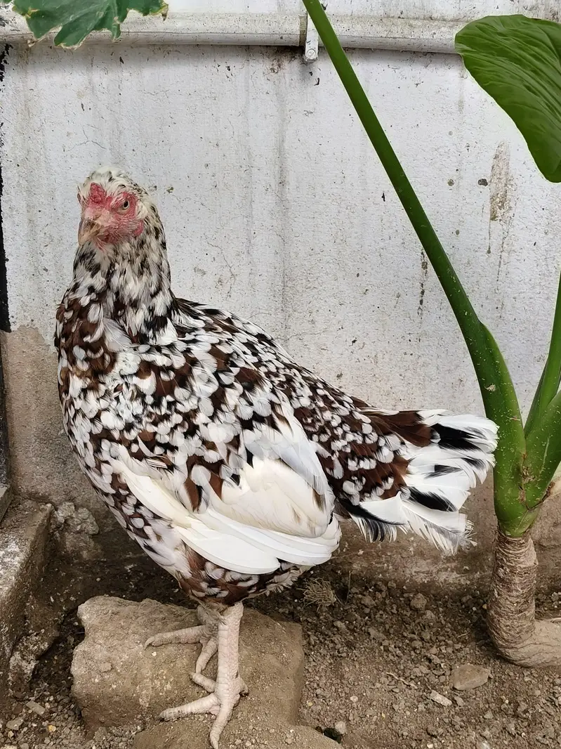 Aseel murga /hen / madi — photo 3