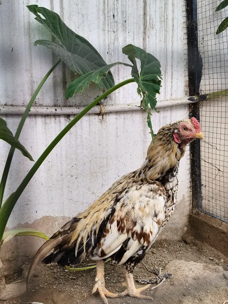 Aseel murga /hen / madi — photo 4
