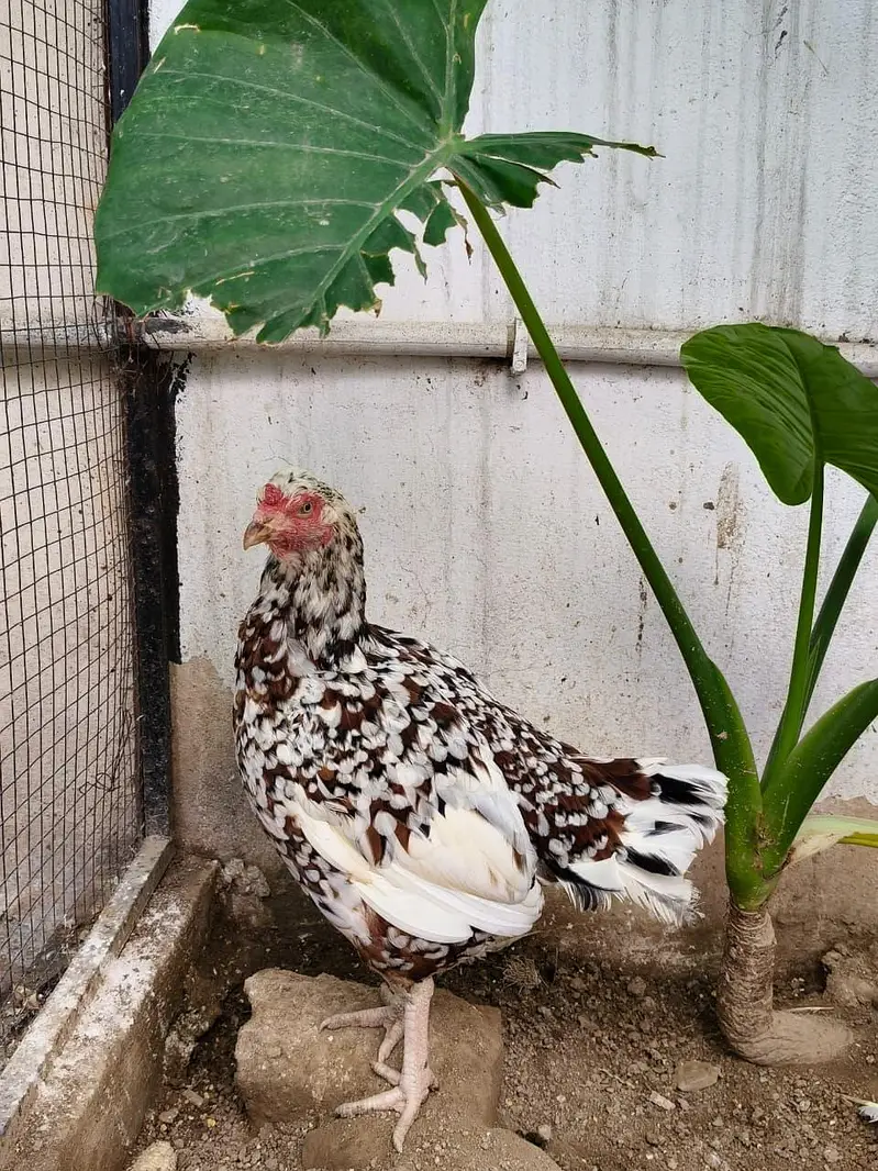 Aseel murga /hen / madi — photo 5