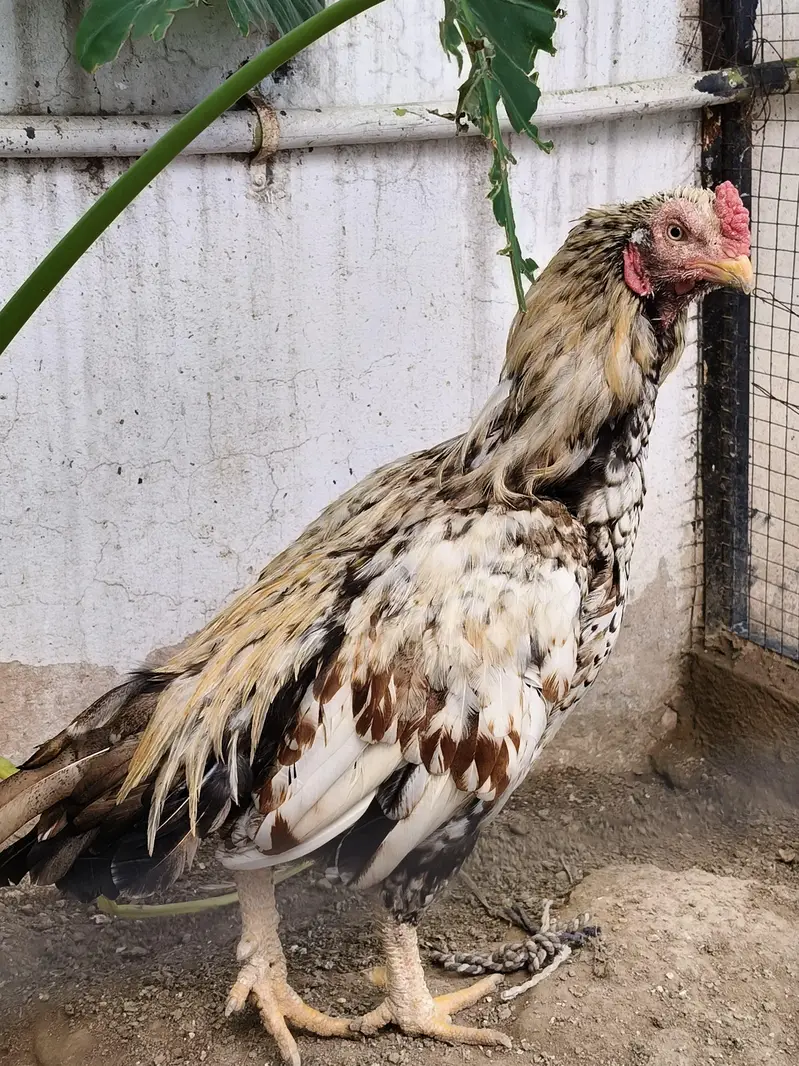 Aseel murga /hen / madi — photo 6