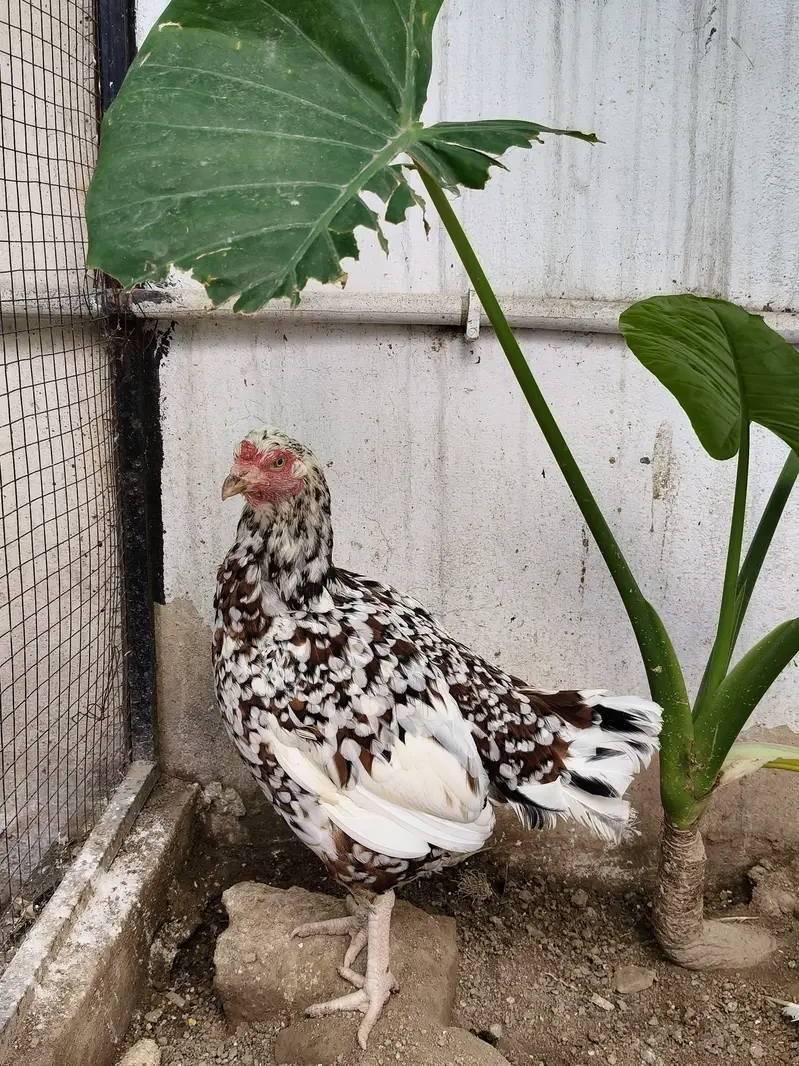 Aseel murga /hen / madi — photo 8