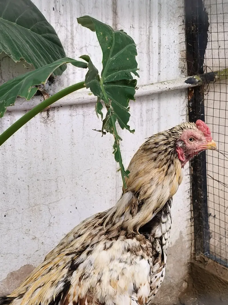 Aseel murga /hen / madi — photo 9