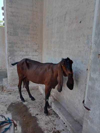 Nagri bakri