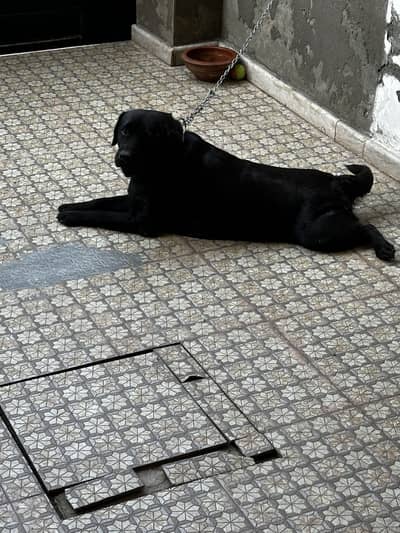 Black Labrador female never matted before