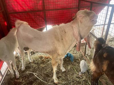 Breater bakra 4 dant hai or bakriya