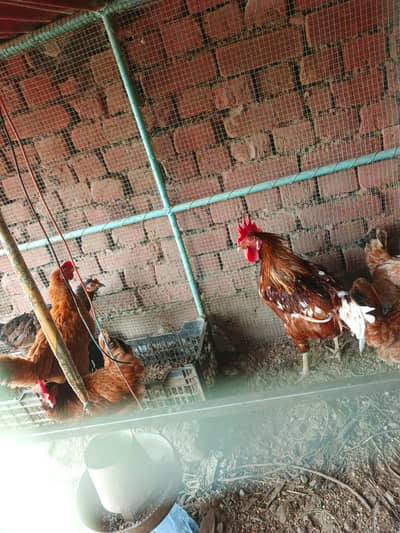 desi murgiya or murga and iron cage for sale andy dy ti ha