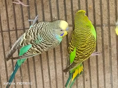 bugies pair