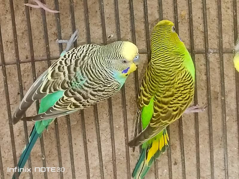 bugies pair 0
