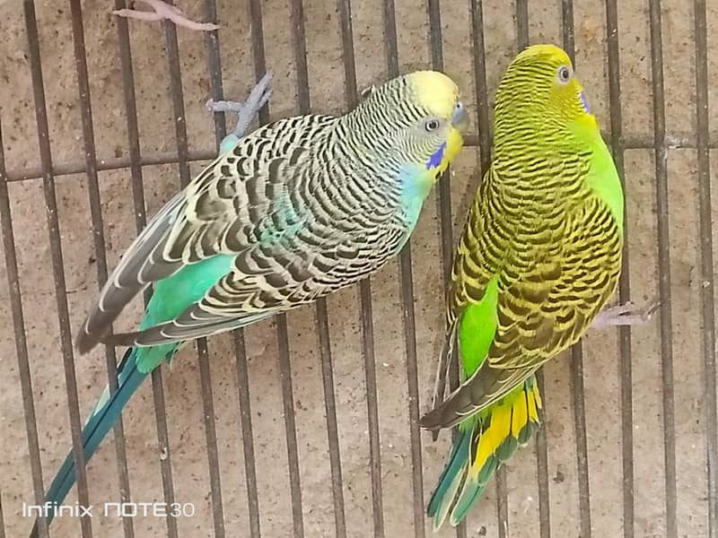 bugies pair 1