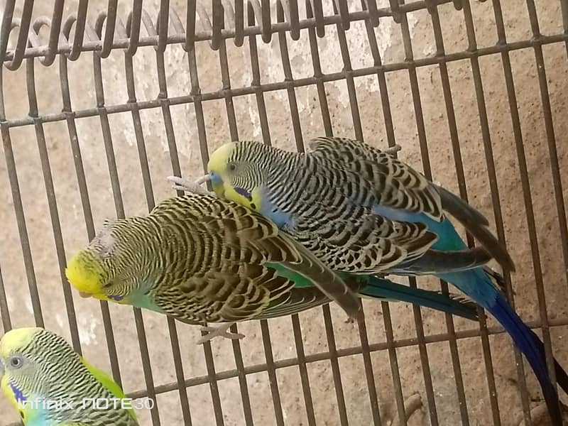 bugies pair 2