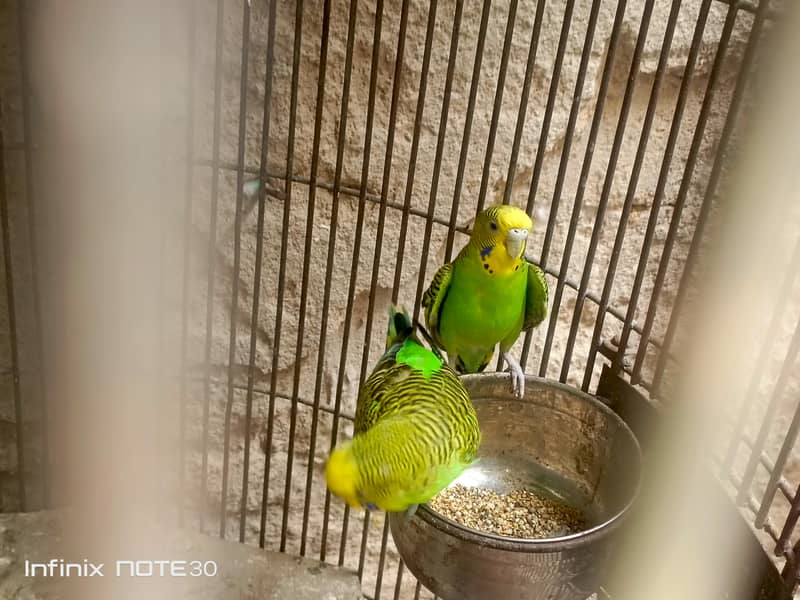 bugies pair 3
