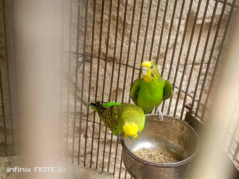 bugies pair 4