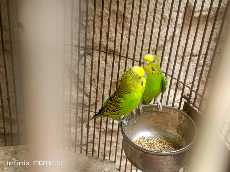 bugies pair 5