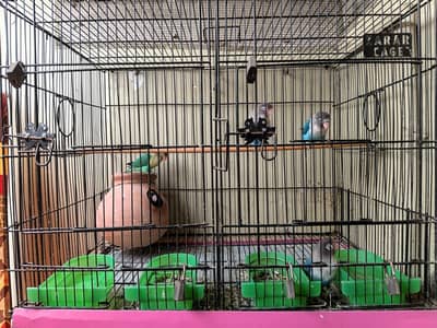 bird sale