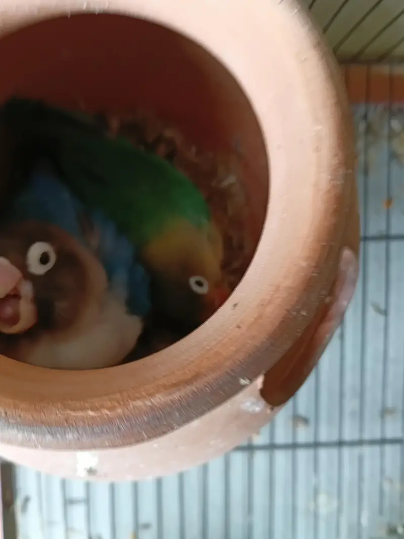 bird sale — photo 3