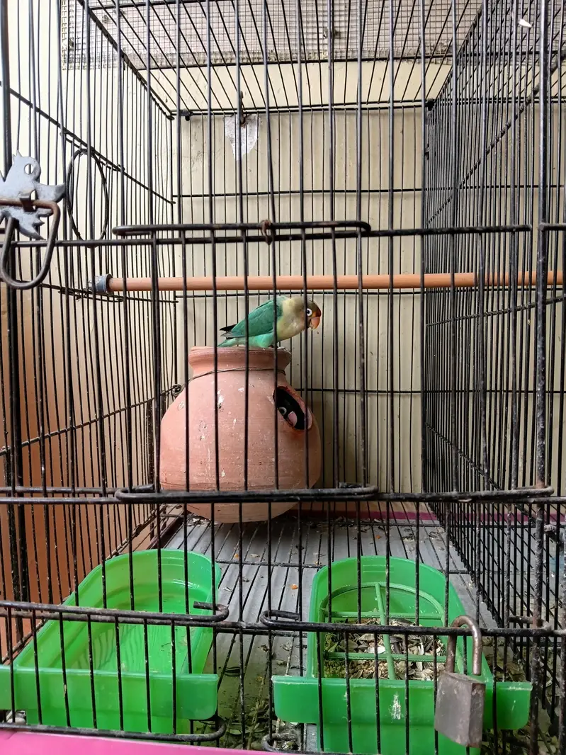 bird sale — photo 4