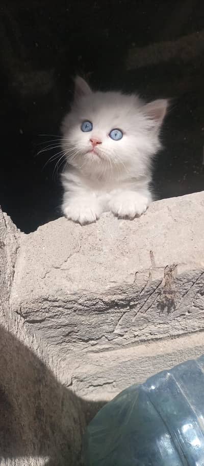 Kitten