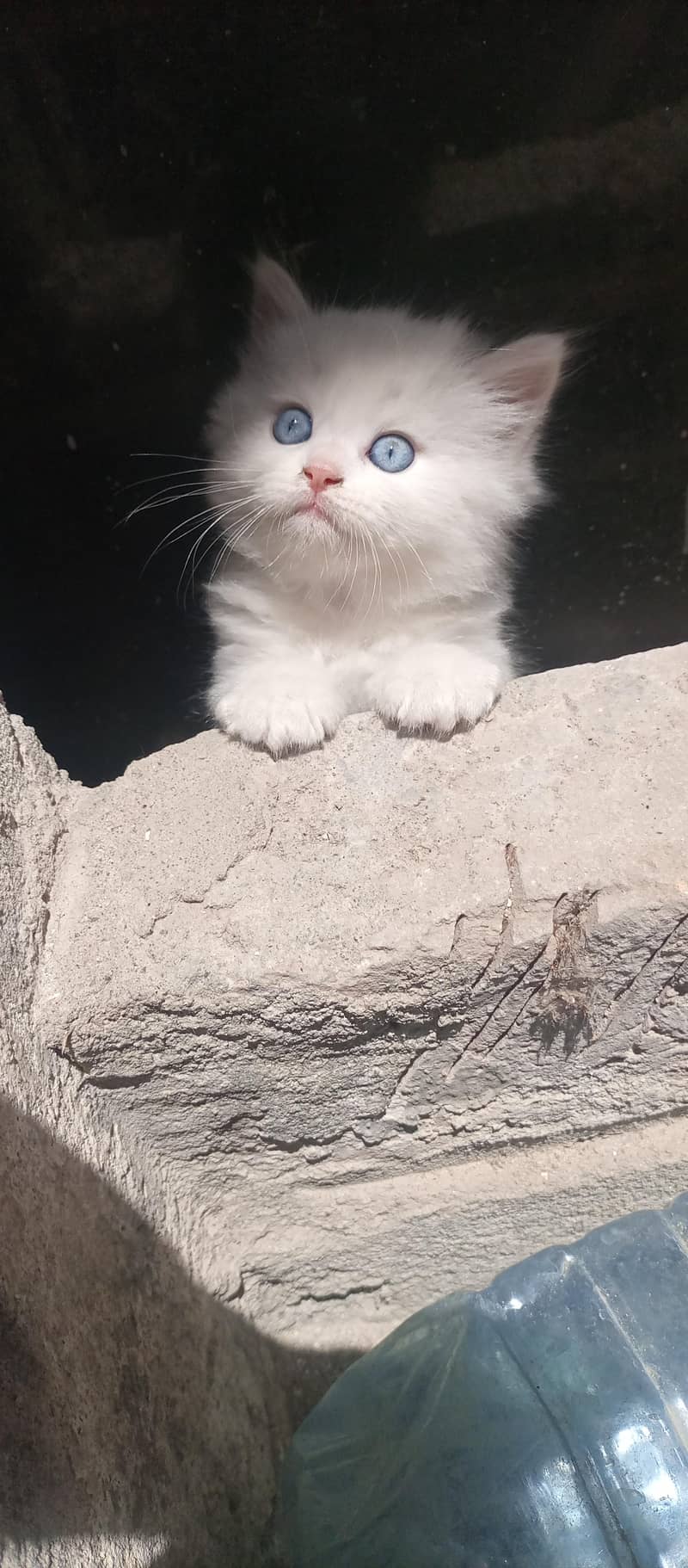 Kitten 0