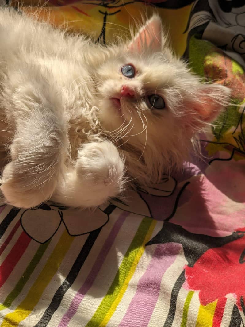 Kitten 1