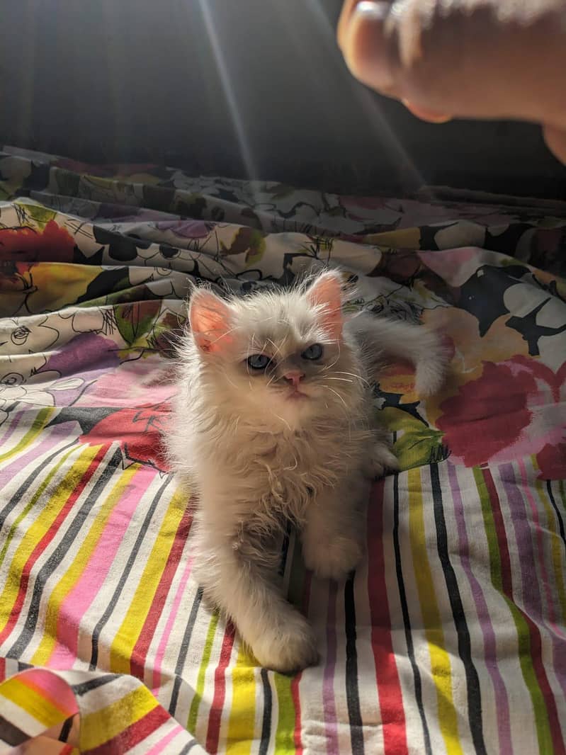 Kitten 2