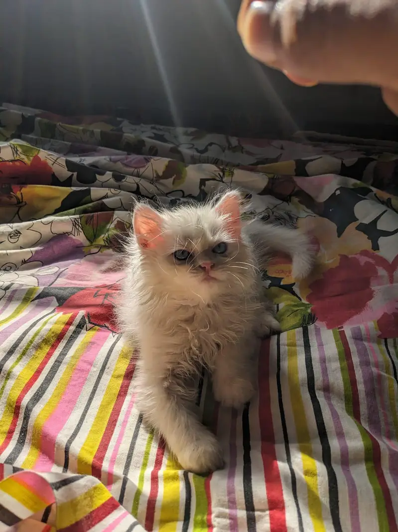 Kitten — photo 3