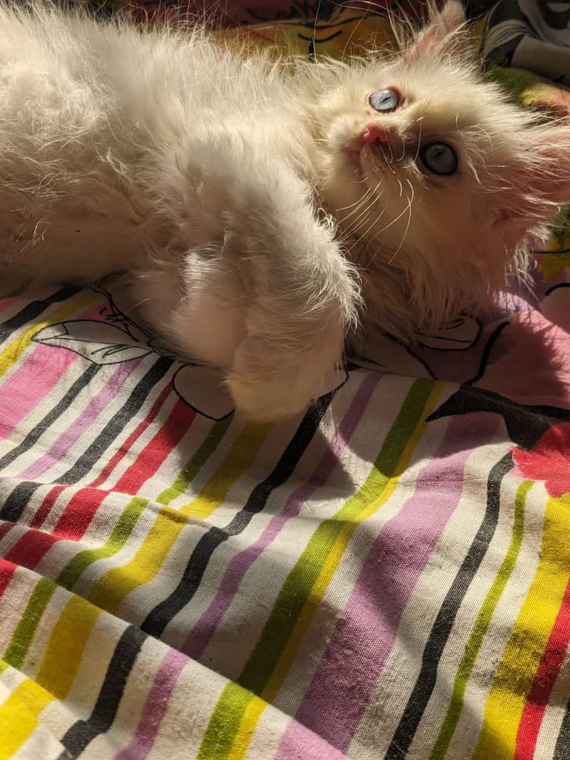 Kitten 3