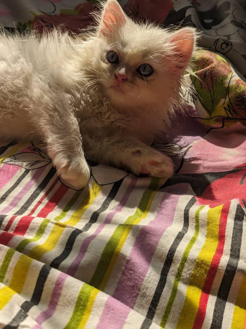Kitten 4