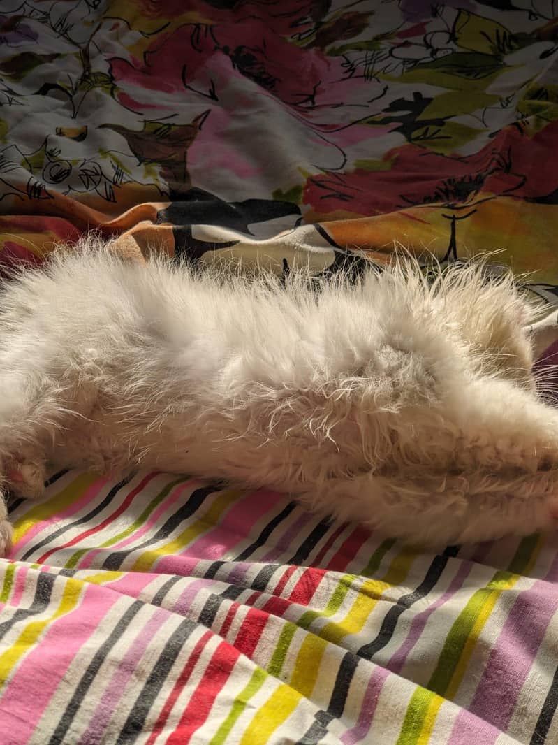 Kitten 5
