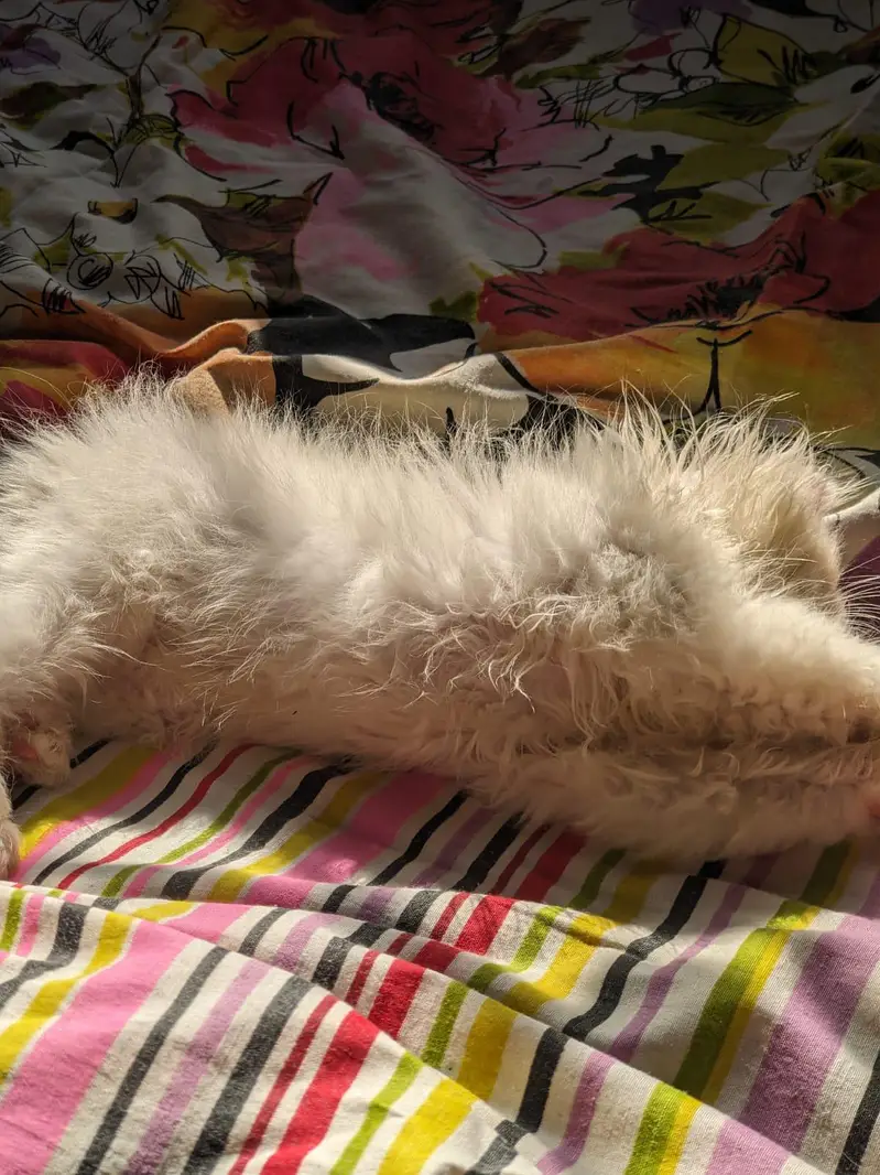Kitten — photo 6