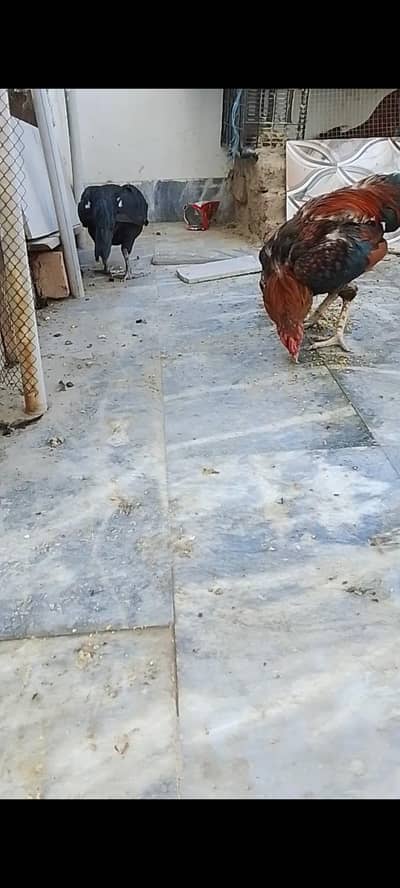 aseel pair for sale