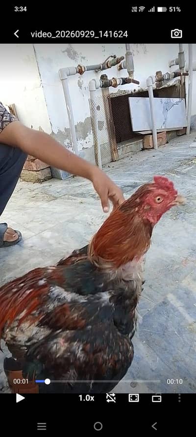 aseel pair for sale