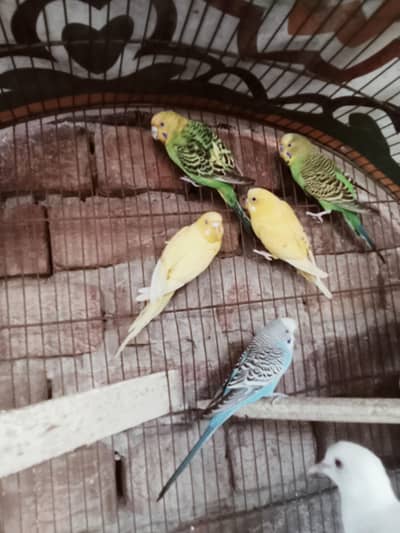 breeder pairs