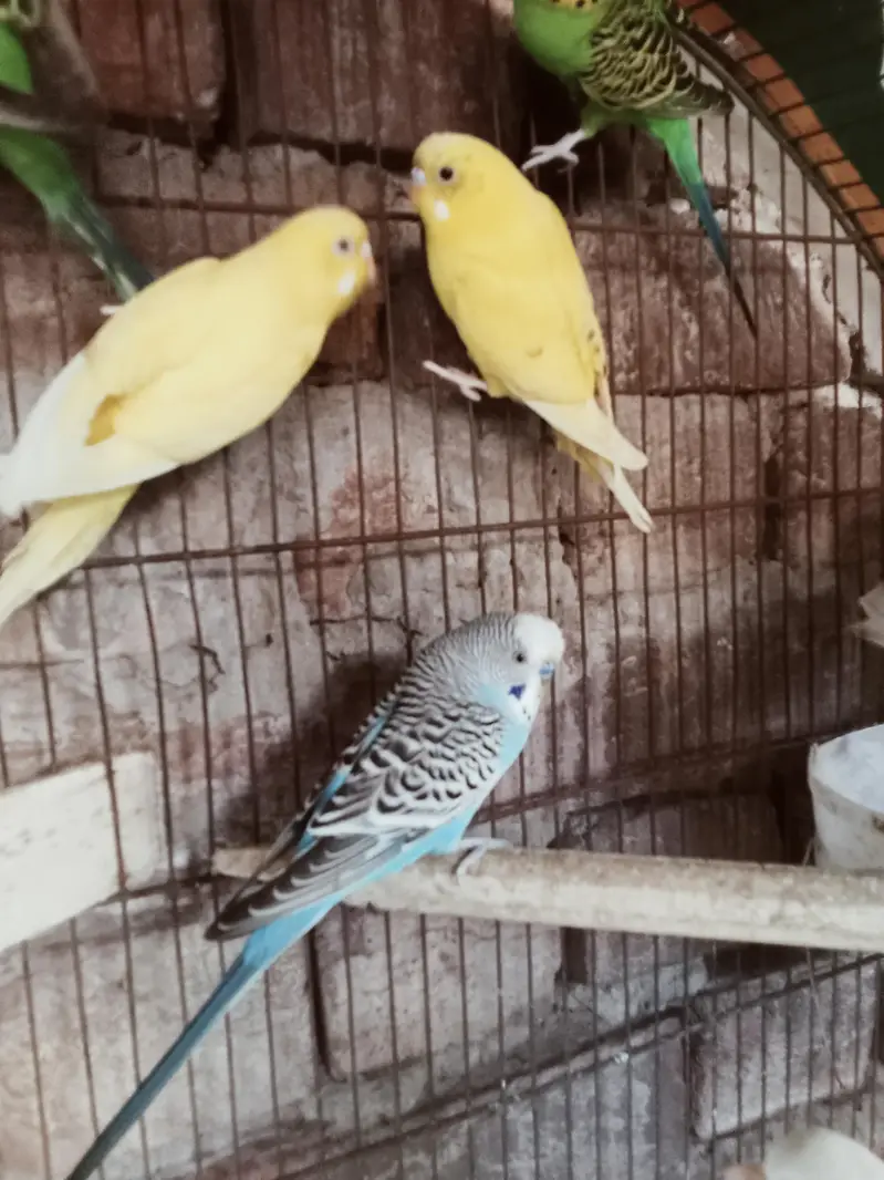 breeder pairs — photo 2