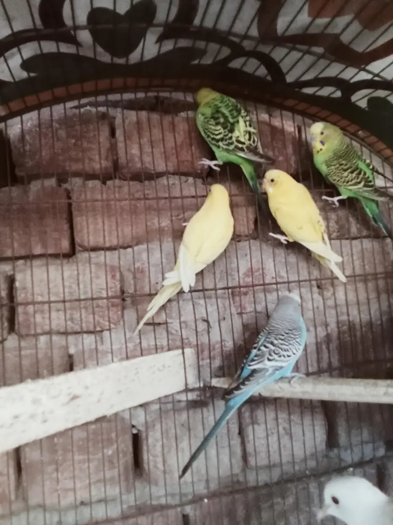 breeder pairs — photo 3