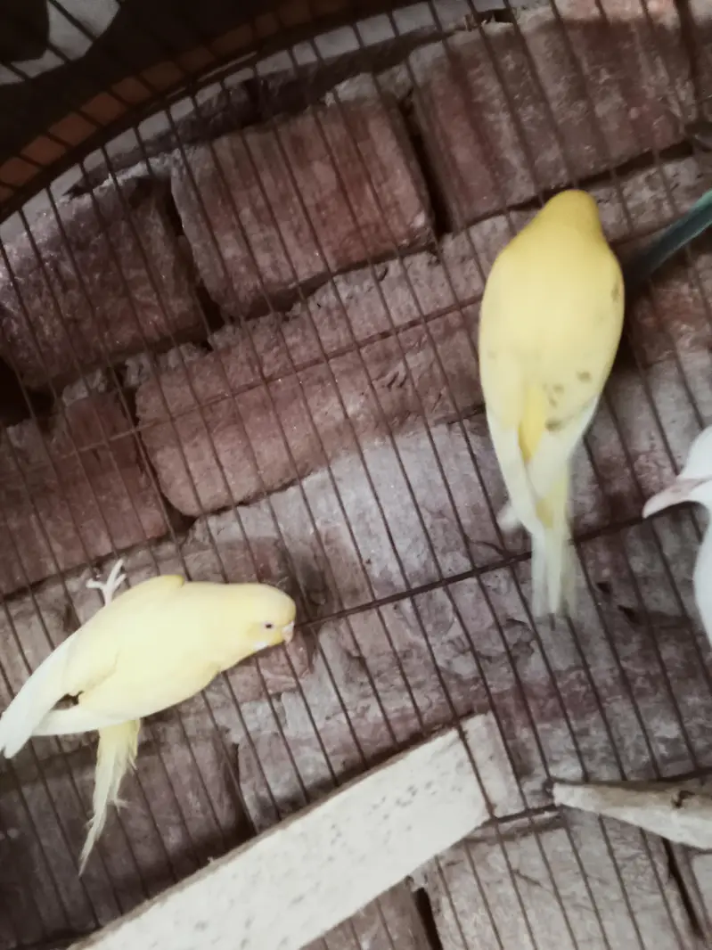 breeder pairs — photo 4