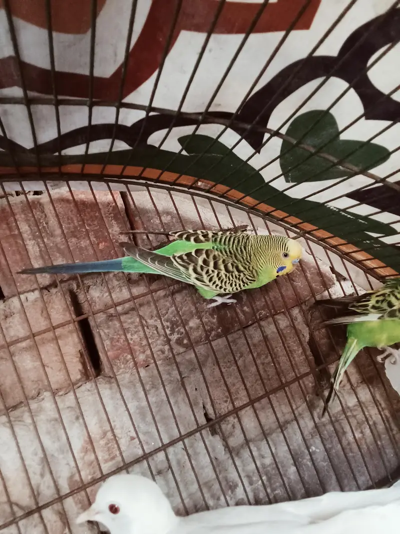 breeder pairs — photo 5