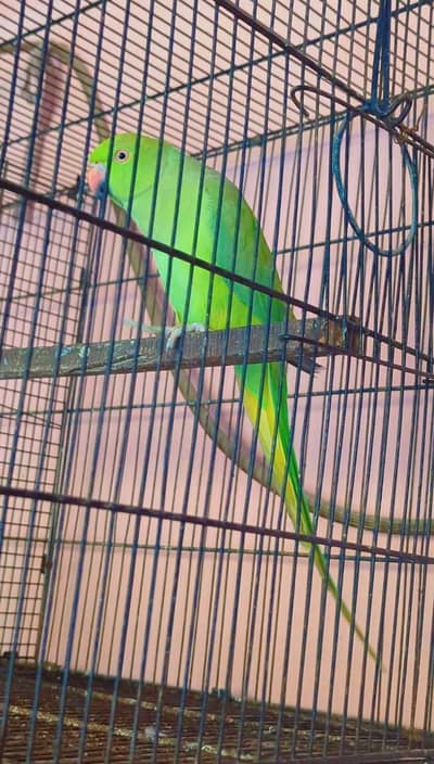 love bird