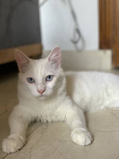 Persian doublecoat blue eyes