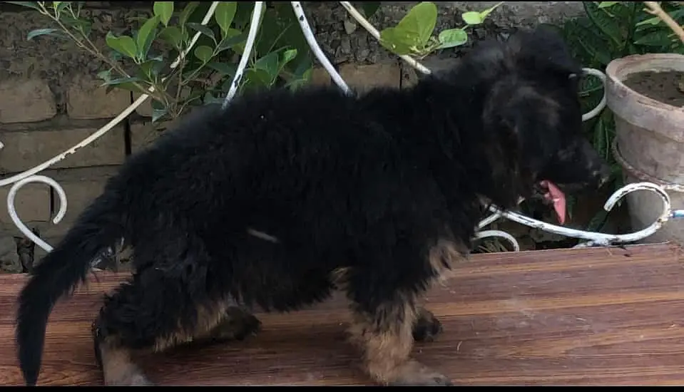 German shepherd puppies available — photo 2