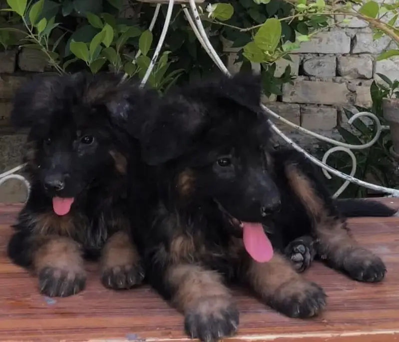 German shepherd puppies available — photo 3