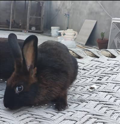 newzealand white rabbit