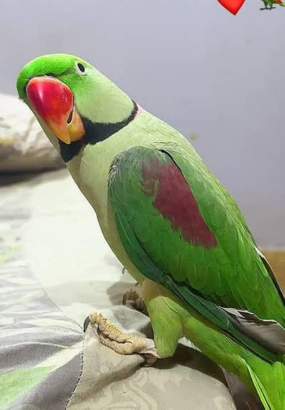 RAW PARROT / PAHARI / ALEXANDER / TOTA / PARROTS / BREEDER/Green